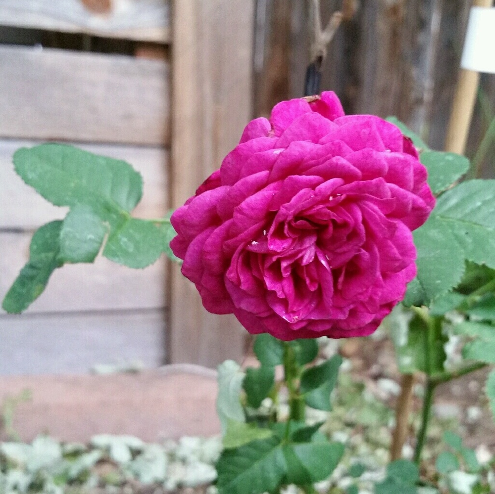 Meet your Posher, Cheryl